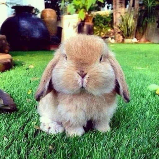 Profile picture of ayoub raid