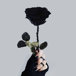 Profile picture of noor al_humaidi